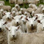 Formation en contre-manipulation