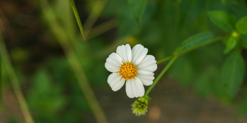Citation simplicité