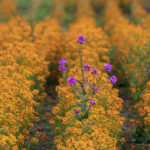 Reconversion sophrologie