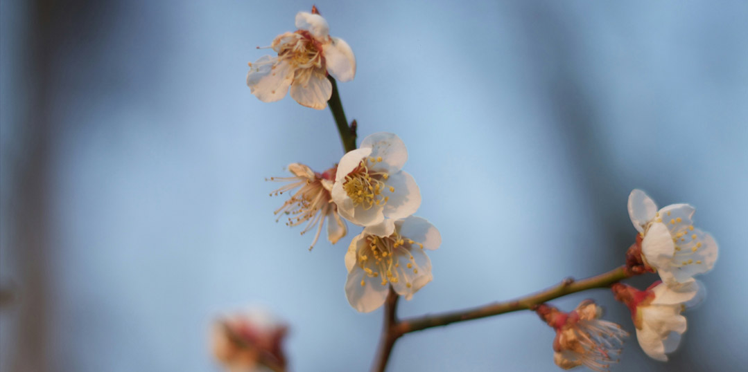 Faire éclore la réussite avec la théorie des cycles